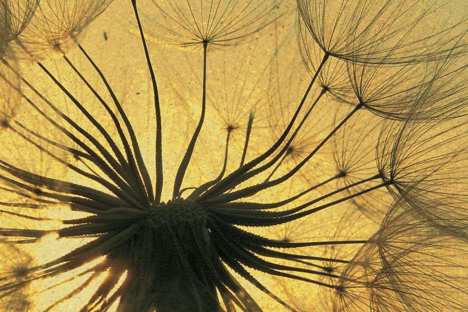 Close-up of a dandelion